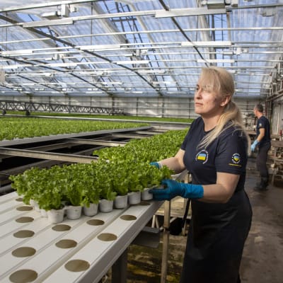  Iryna Stepanova laskee kennollisen salaatintaimia tasolle suuressa kasvihuoneessa.