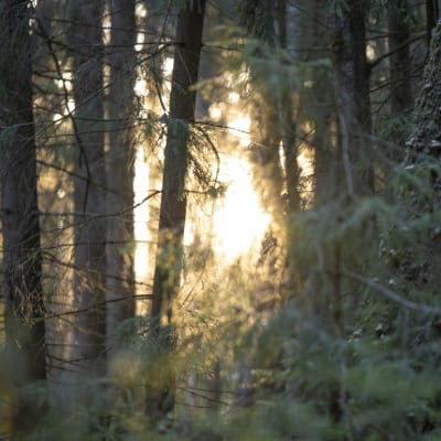 metsä aamuauringossa