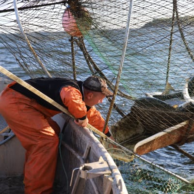 Kalastaja Miakel Lindholm hakemassa kalasaalista rysästä.