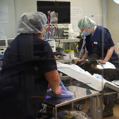 Kouvolan eläinsairaalan leikkaussalissa lääkärit suorittamassa koiran kohdunpoistoa.