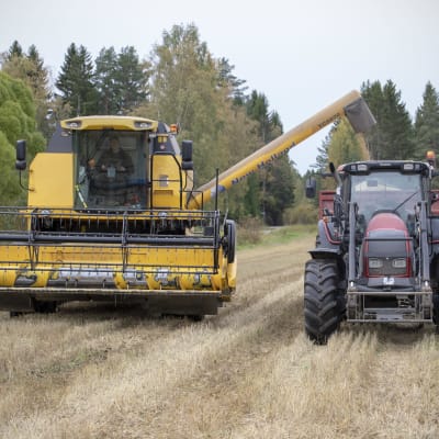 Puimuri tyhjentää viljalastia traktorin lavalle