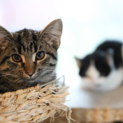 Två katter på ett djurskyddshem. 