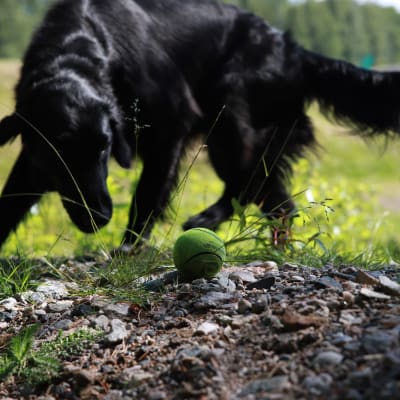 Musta koira on löytänyt maasta keltavihreän pesäpallon. 