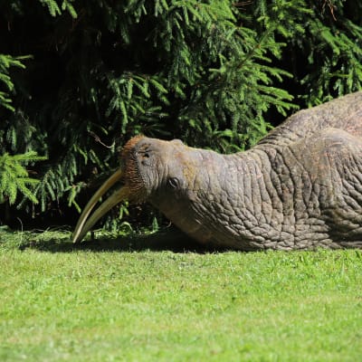 En valross ligger på en gräsmatt och vilar huvudet på huggtänderna. I bakgrunden syns grankvistar i en granhäck.