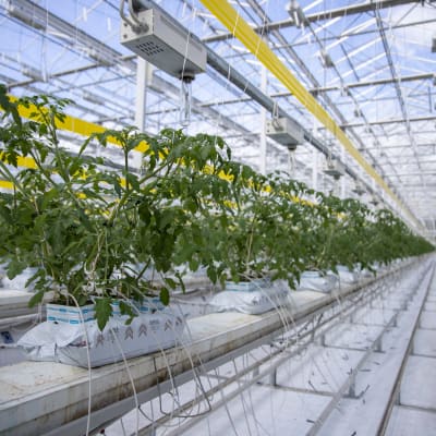 Tomatplantor i ett växthus i Närpes