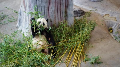 Isopanda syö bambua Ähtärin Pandatalossa