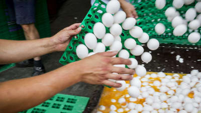 Kontaminerade nederländska ägg förstörs på en hönsgård i Onstwedde genom att kasta dem i en container.
