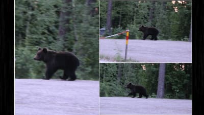 Björnen besöker borgå