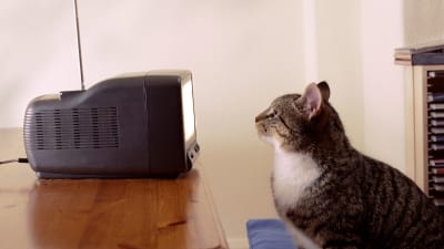 Foto från sidan på en gråsvart katt som tittar på en gammal liten tv med antenn. Man ser inte vad som syns på skärmen.