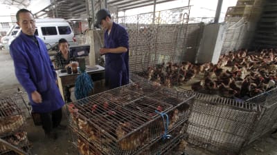 Hälsovårdsmyndigheter i Kina uppmanar allmänheten att undvika torg där man säljer levande fjäderfän