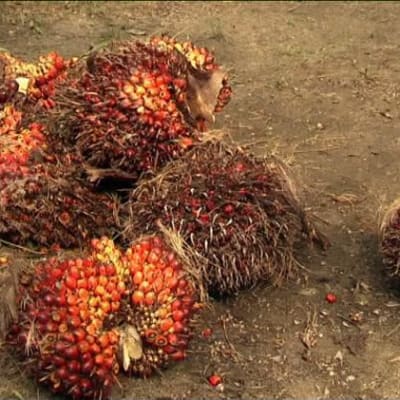 Palmun hedelmiä, joista tehdään palmuöljyä