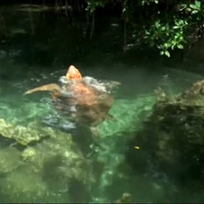 Uutisvideot: Floridan kilpikonna