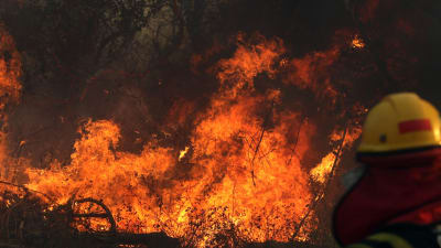 En brandman framför ett eldhav under en skogsbrand i östra Bolivia.