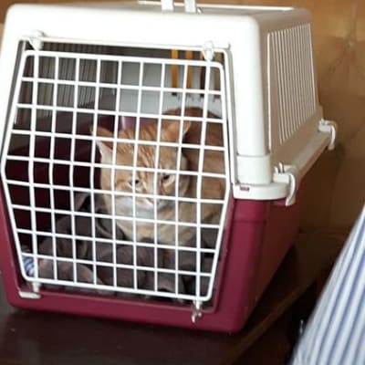 Porin Keskuskartanon palon jälkeen kolme viikkoa kateissa ollut Ruusik-kissa löytyi