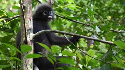 En svart apa med litet huvud och stora ögon sitter i ett grönt träd.