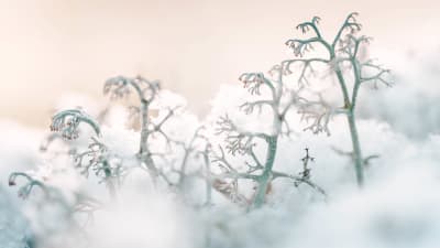 Mossa som sticker upp ur snö i Esbo centralpark 2021