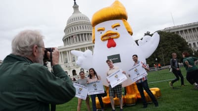 I Washington framställde demonstranterna presidenten som en kyckling som inte vågar ge ut sina skatteuppgifter.