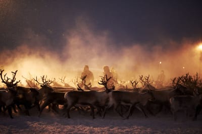Porotokan keskellä ihmisiä. Lumi pöllyää vastavalossa.