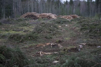 Avohakkuutyömaa Rauman Hanhisissa. Havuja maassa ja kauempana pinottuja runkoja.