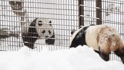 panda