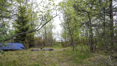 Gammal blå båt ligger upp och ner på land, bland grönskan på Hanhikivi