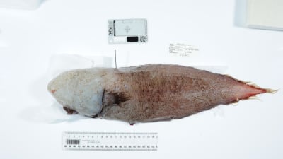 Den ansiktslösa fisken.