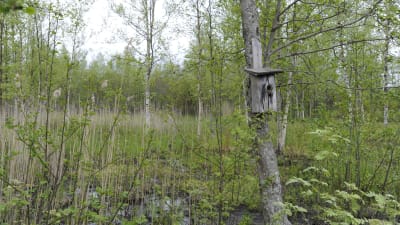 Fågelholk i träd i Hanhikivi