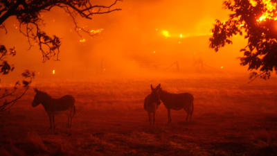 Tre åsnor står på en åker. I bakgrunden syns massiva skogsbränder