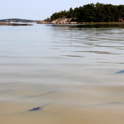 Alger mellan Långnäs och Nötholmen i Rosala