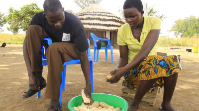 kvinna och man spritar majs i norra uganda