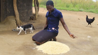 afrikansk kvinna med majs i norra uganda