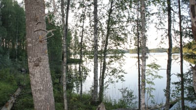 Sjön Kivijärvi i Sotkamo