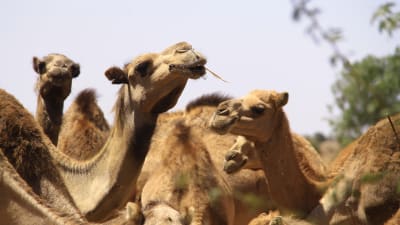 kameler i somaliland