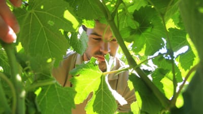 Ruan van Schalkwyk har jobbat i tre år på vingården och visar här hur man kan lära sig känna igen syrah-druvans blad.