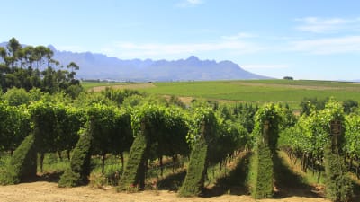 Vinproduktionen är viktig för sydafrikanerna – också för ekonomin. Bara hälften av det som produceras exporteras, resten sörplas upp i hemlandet.