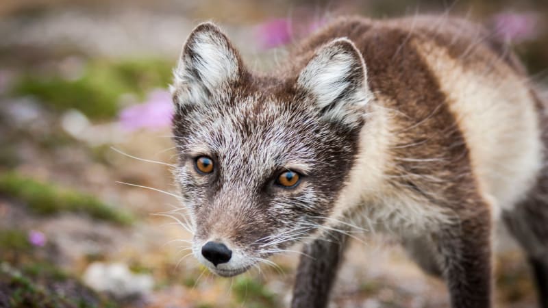 Naali on saanut pentuja ensimmäistä kertaa 26 vuoteen! – Tällainen on  Suomen uhanalaisin eläin – Punaisen listan pelastajat – 