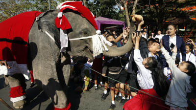 En thailändsk elefant delar ut julklappar i staden Ayutthaya i Thailand.