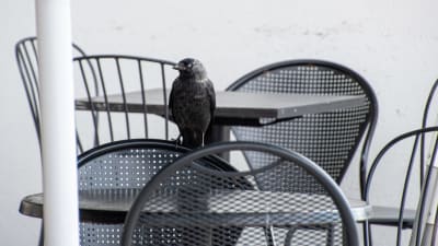Kråka sitter på en stolrygg vid ett bord på en uteservering. 