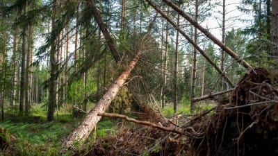 Omkullblåsta tallar i skogen i Hammarland, Åland, 6 månader efter stormen Alfrida. 