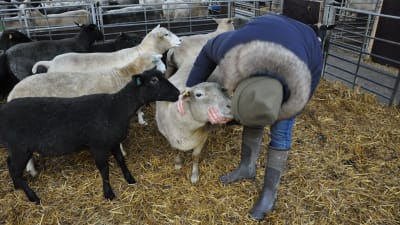 En flock med får och Jessica står nerböjd och pussar ett får.