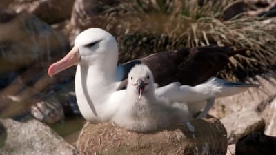 Albatross med unge.