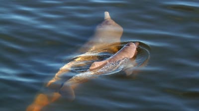 Två floddelfiner som tillhör arten Inia araguaiaensis simmar. 
