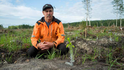 Björn Josefsson sitter på huk vid en granplanta på ett kalhygge i Hammarland, Åland. 