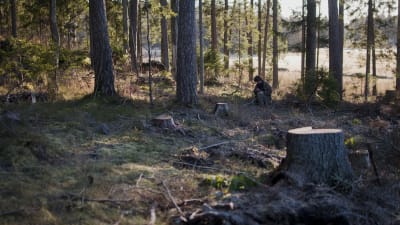 Arkeologer på jakt efter fornlämningar i Ingå skogar.
