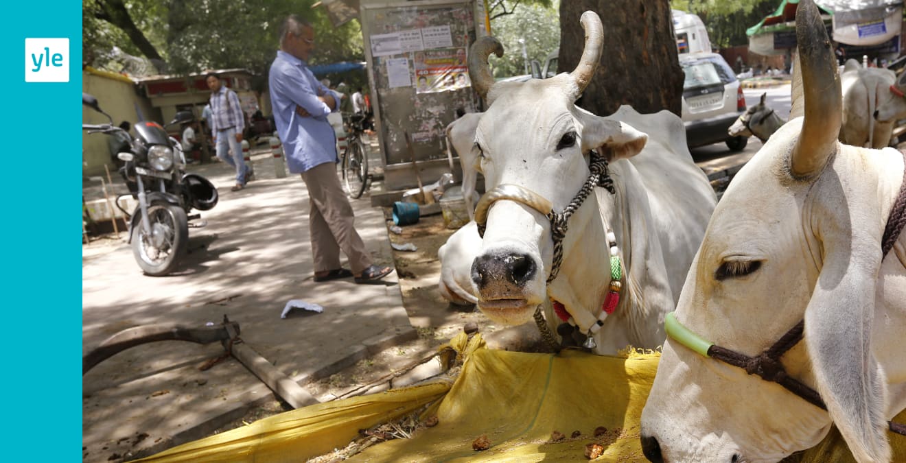 Nötkött förbjuds i indisk delstat – Utrikes – svenska.yle.fi