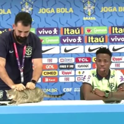 Pöydälle hypännyt kissa varasti huomion Brasilian jalkapallomaajoukkueen lehdistötilaisuudessa MM-kisoissa Dohassa 7.12.2022.