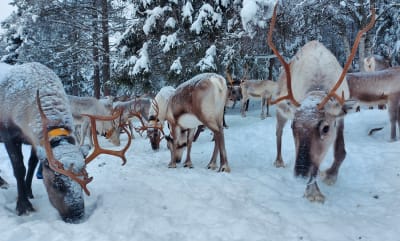 Renar i Kuusamo.
