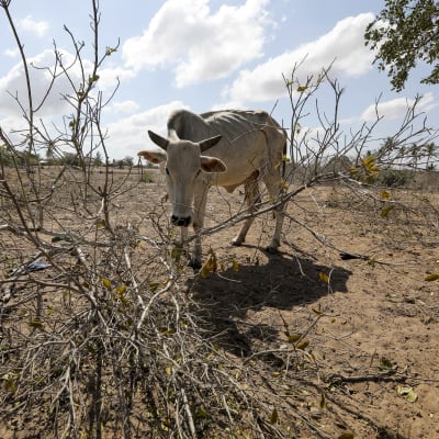 En mager ko söker mat i uttorkad vegetation under torka i Kilifi, Kenya.