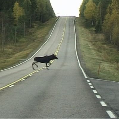 Hirvi ylittää maantien