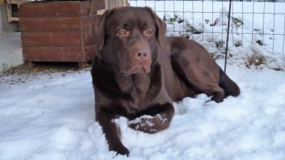 Labradoren Paavo i snön på gården. Han bär resistenta bakterier.